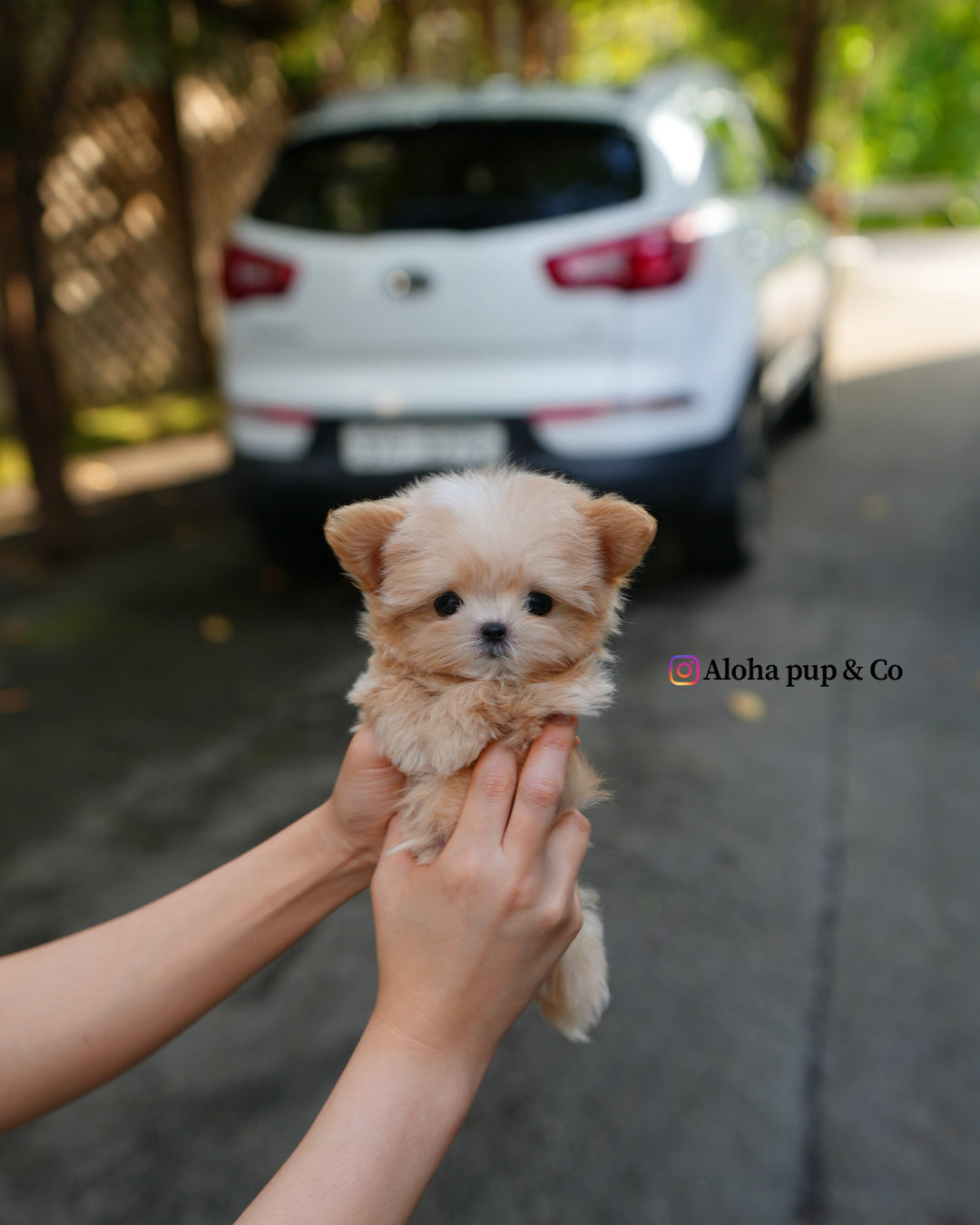 Cole [TEACUP MALTIPOO]