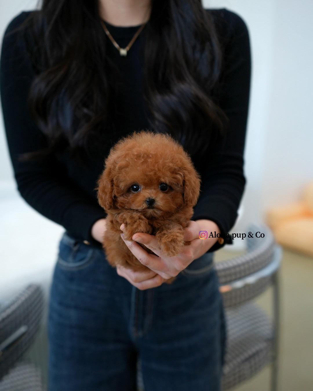 Maple [TEACUP MALTIPOO]