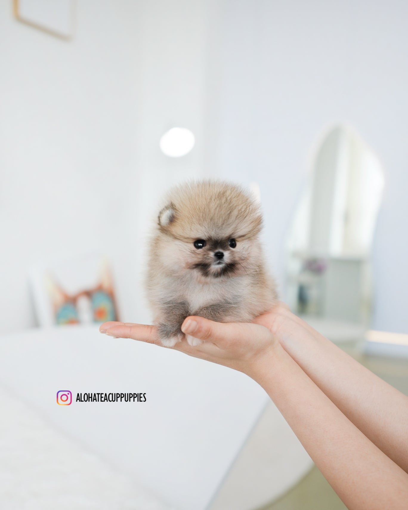提拉米苏 [茶杯博美犬]