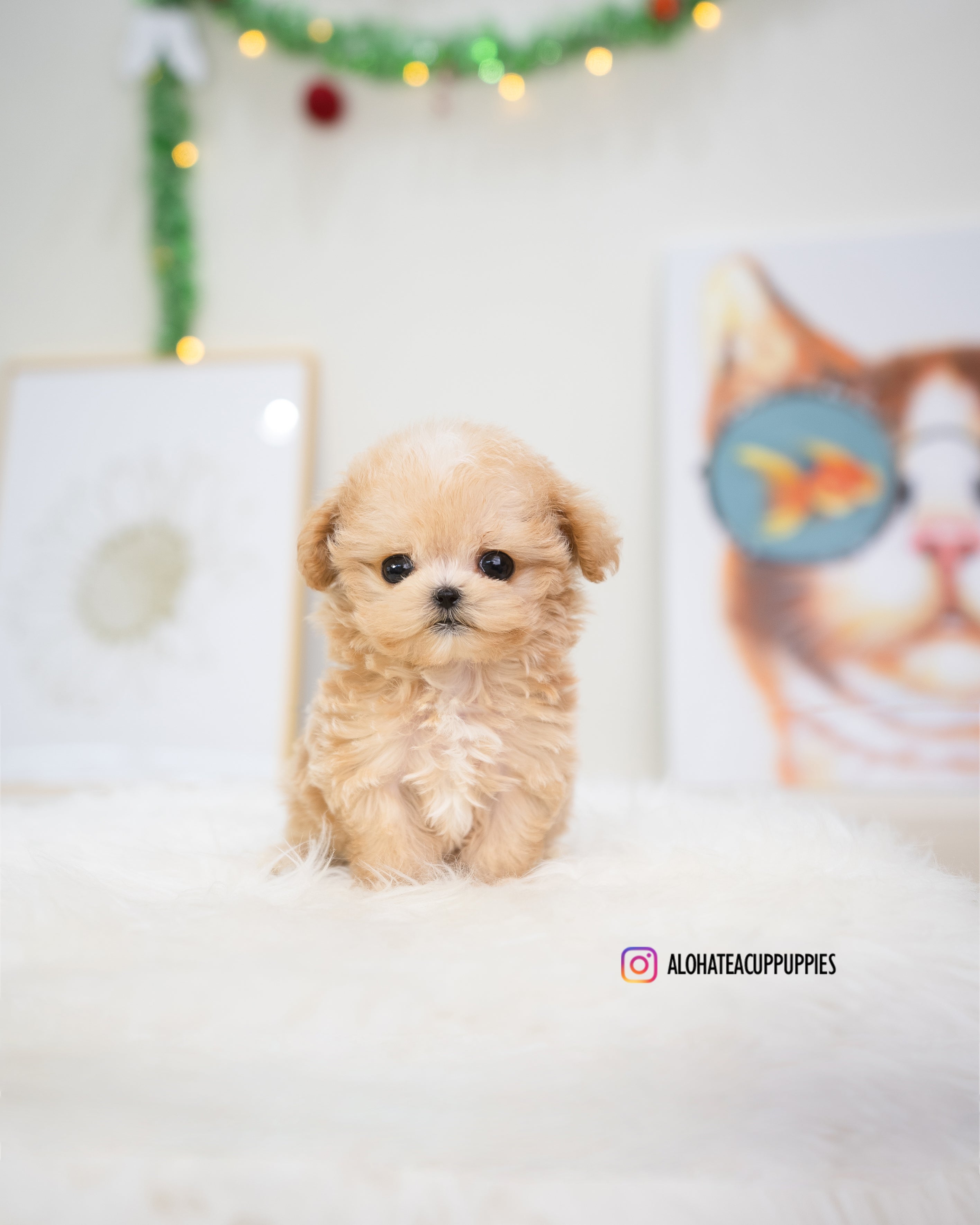 Gucci [TEACUP MALTIPOO]