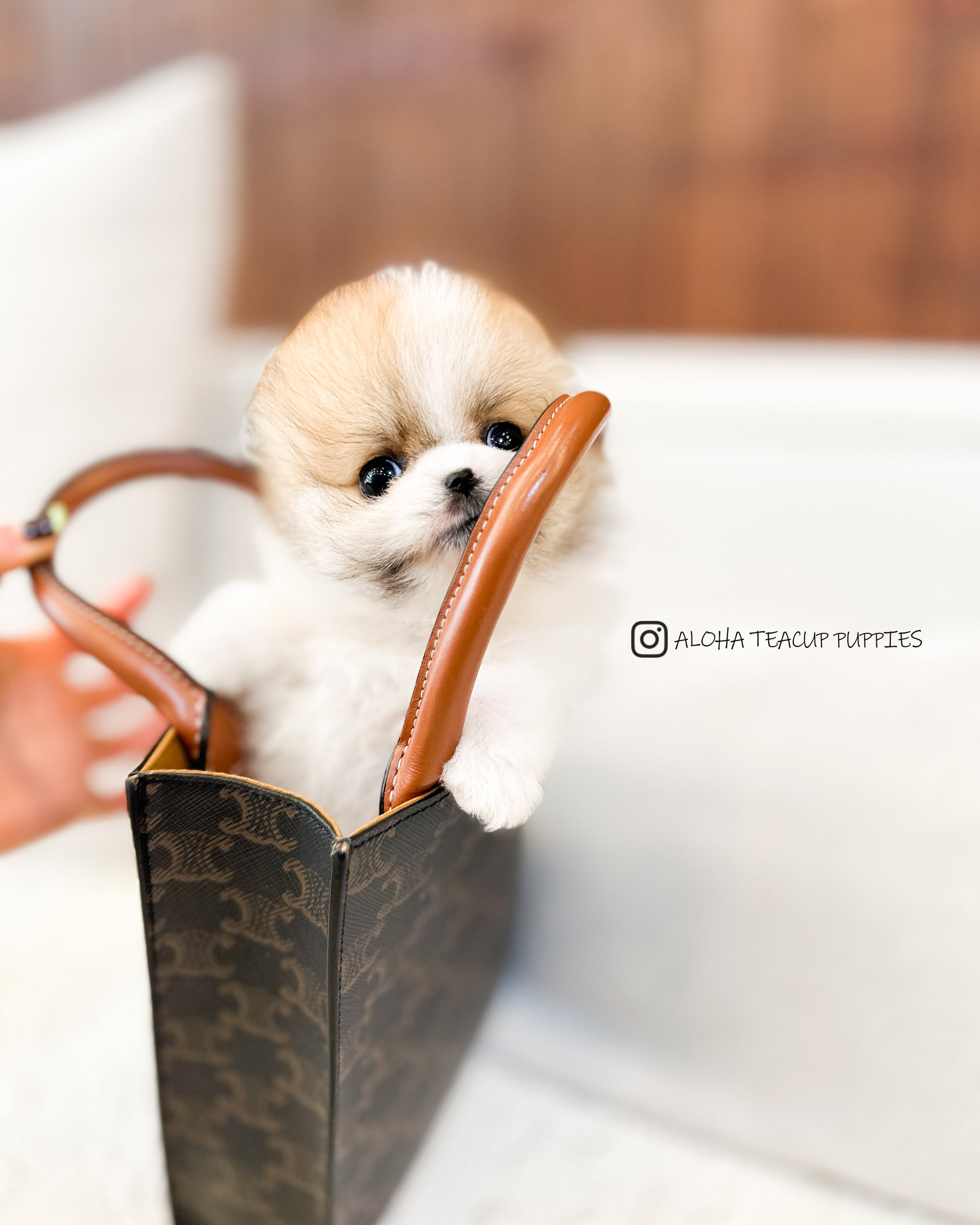 罗宾 [茶杯博美犬]