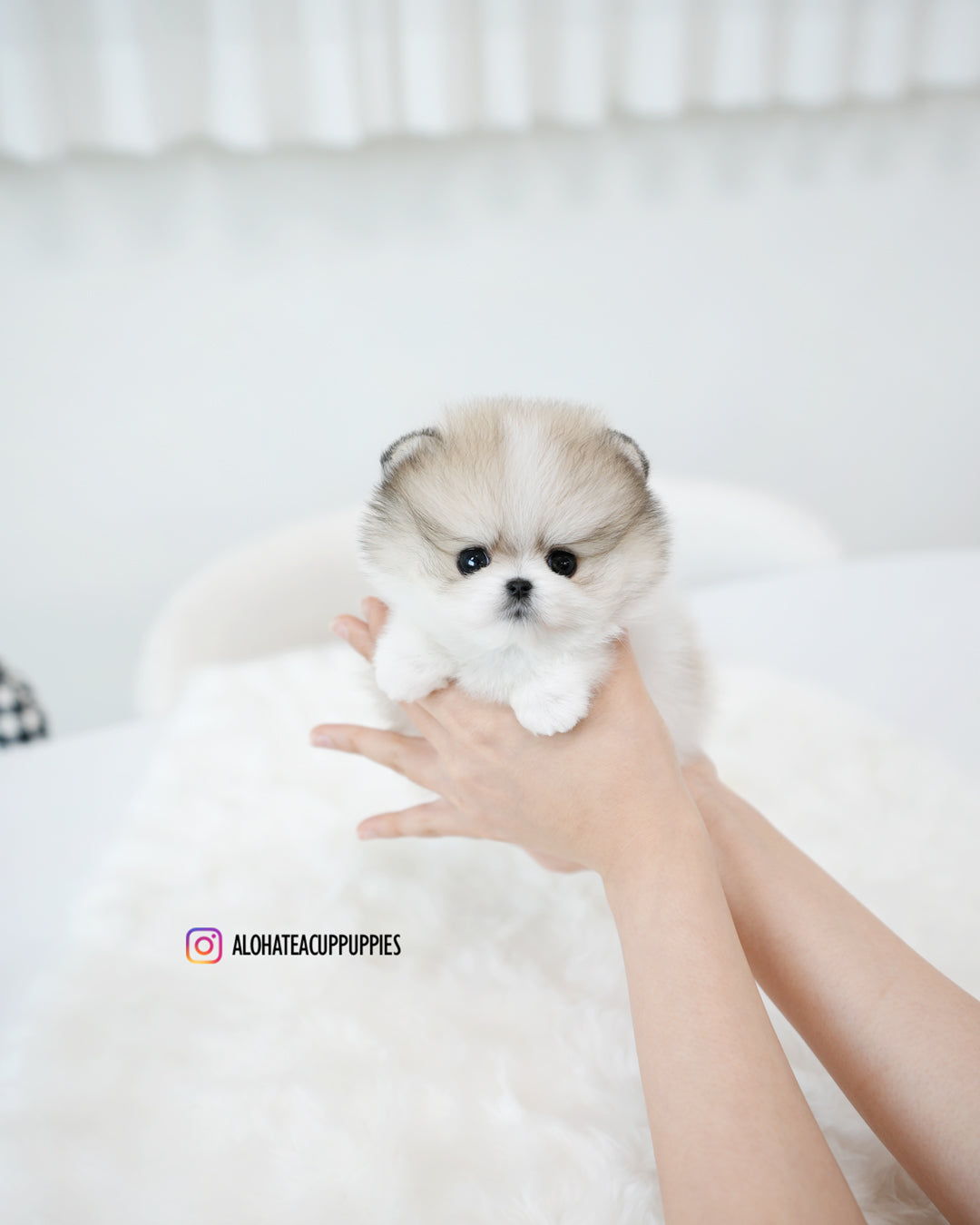 芙罗拉 [茶杯博美犬]