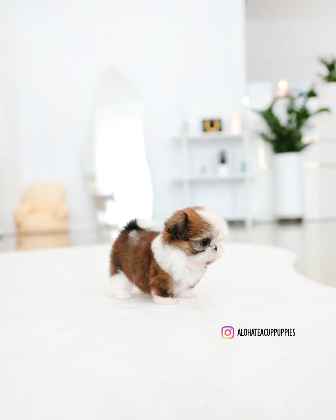 Pie [Mini Shih tzu]