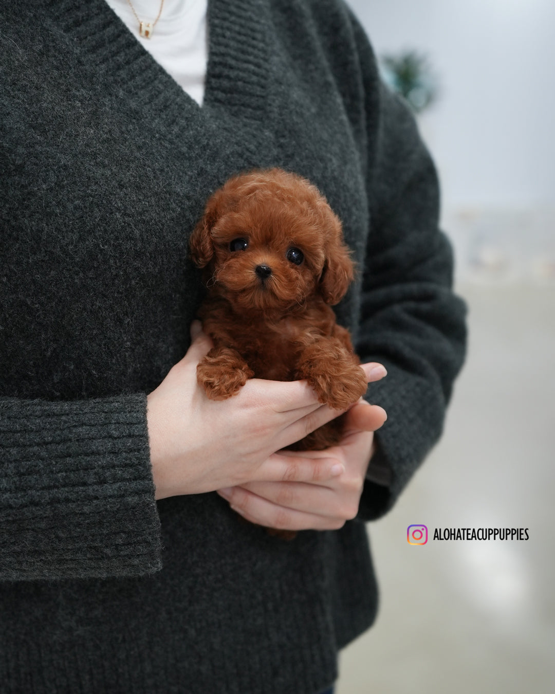 Remi [TEACUP POODLE]