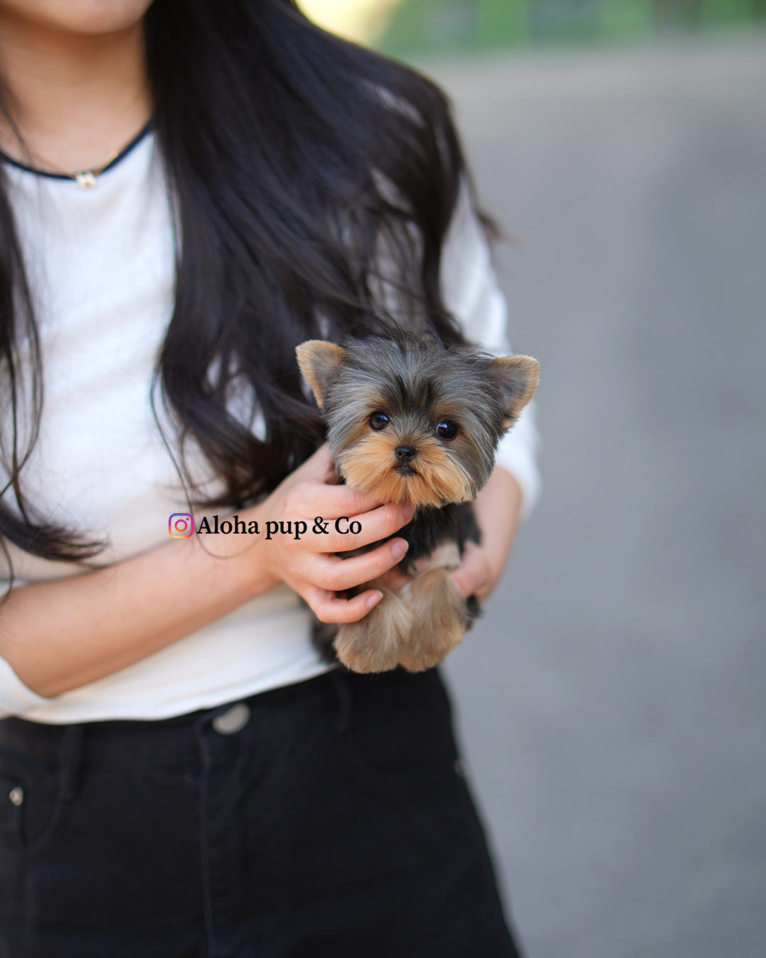 Iris [Teacup Yorkie]