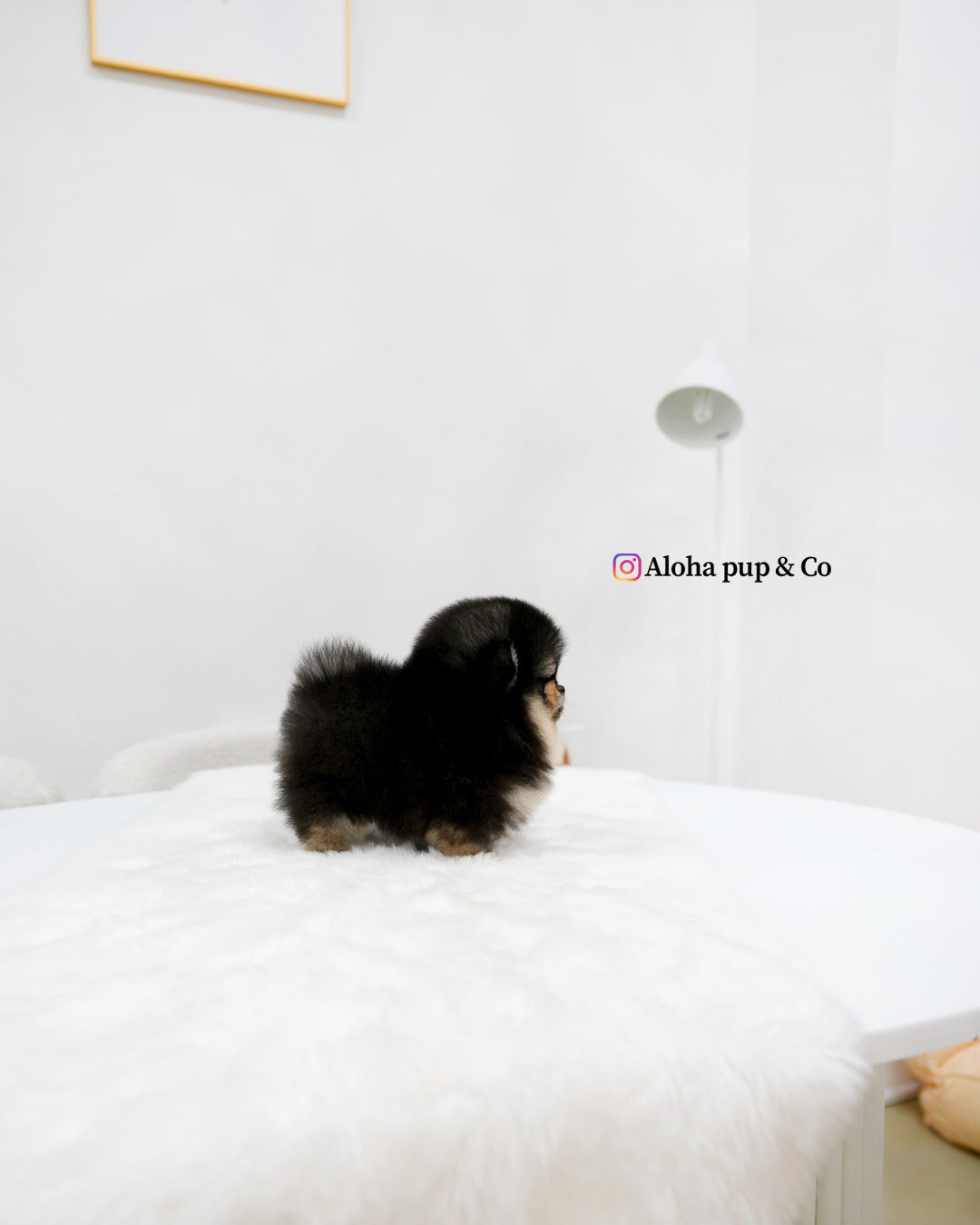 Dolce [POMERANIA DE TAZA]