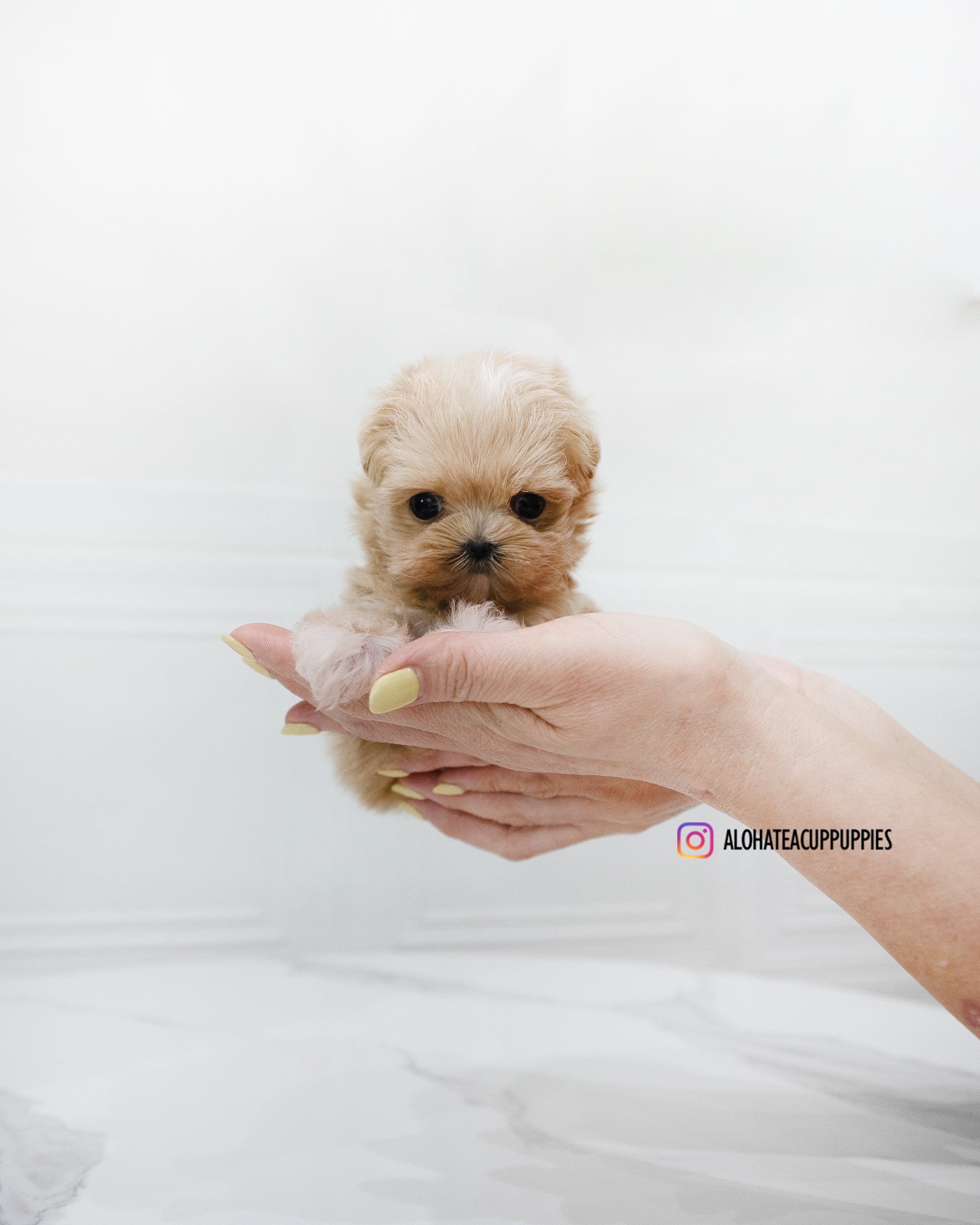 Dicaprio [TEACUP MALTIPOO]