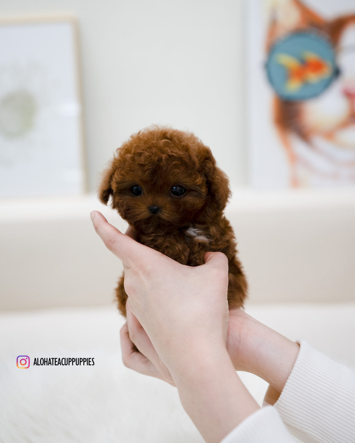 Reve [TEACUP POODLE]