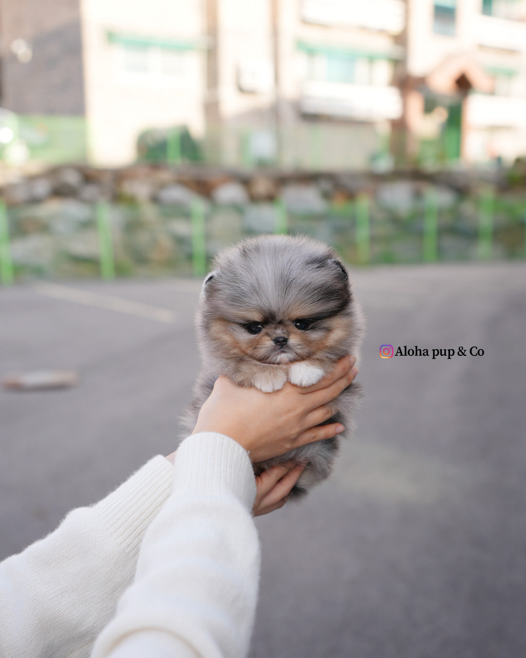 Luc [POMERANIA TAZA DE TÉ]