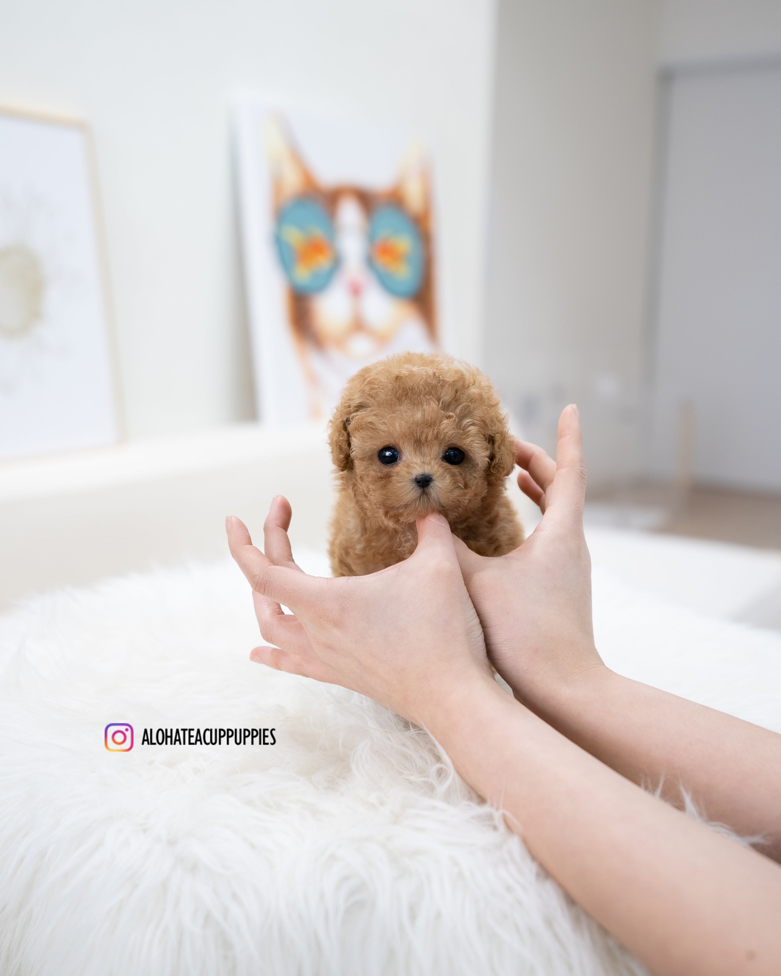 Waffle [TEACUP POODLE]