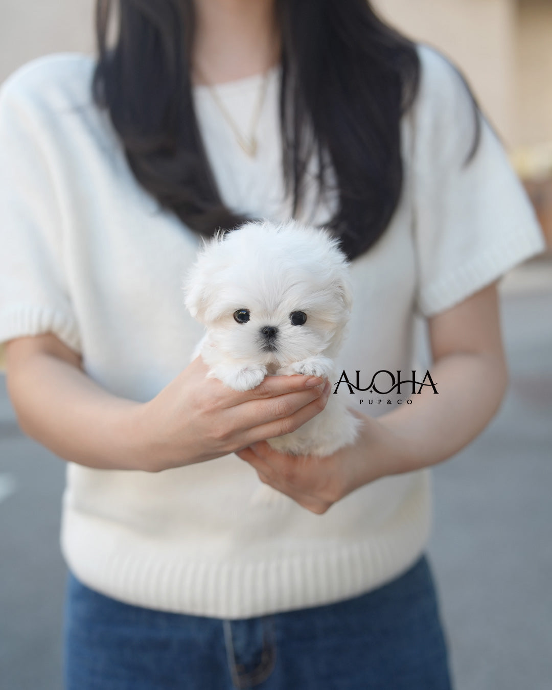 Poe [TEACUP Maltese]