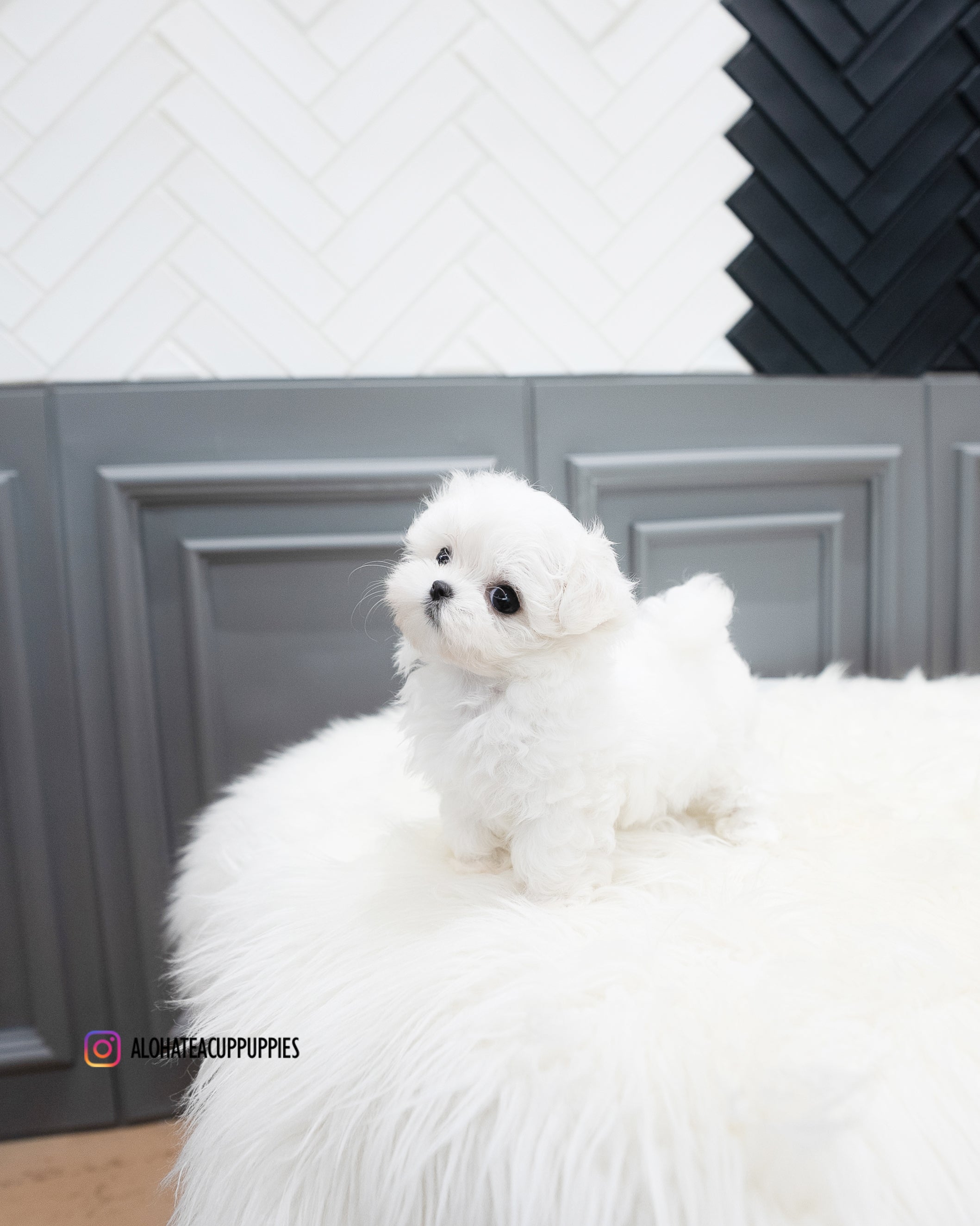 Somi [TEACUP MALTESE]