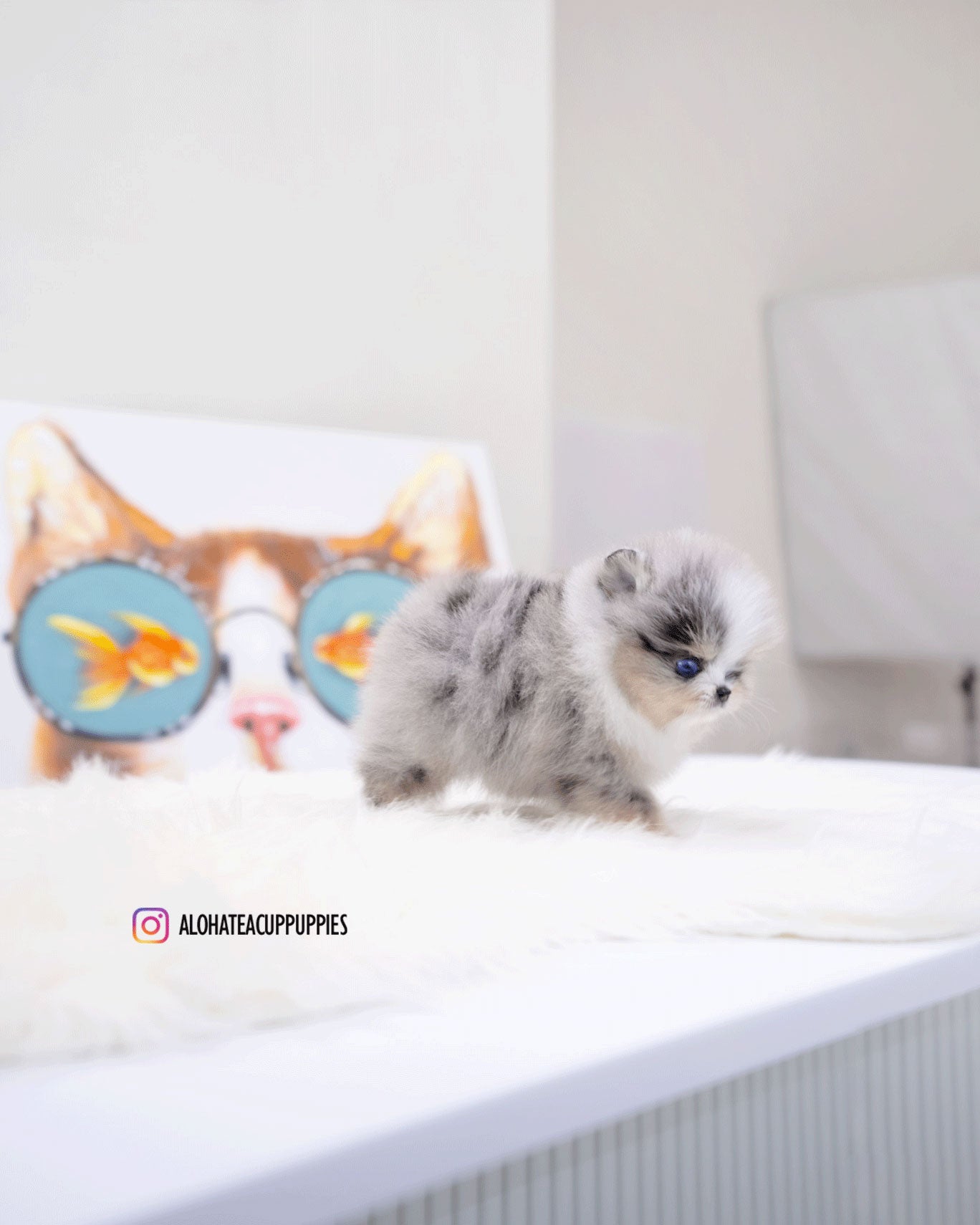 Moon [TEACUP POMERANIAN]