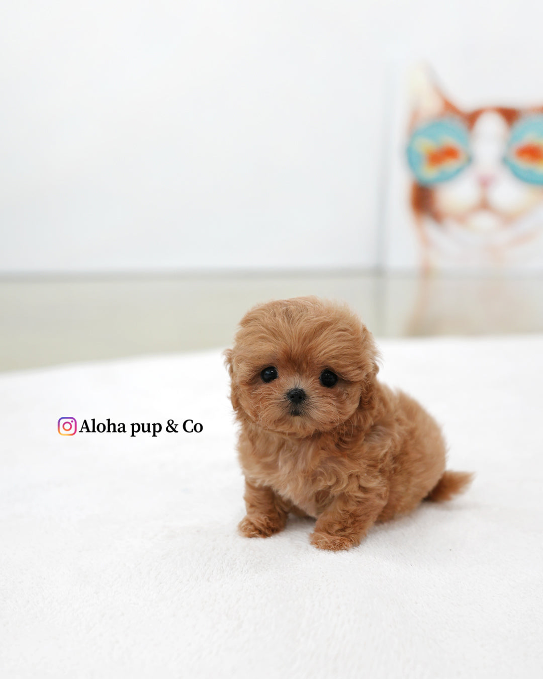 Gia [TEACUP MALTIPOO]