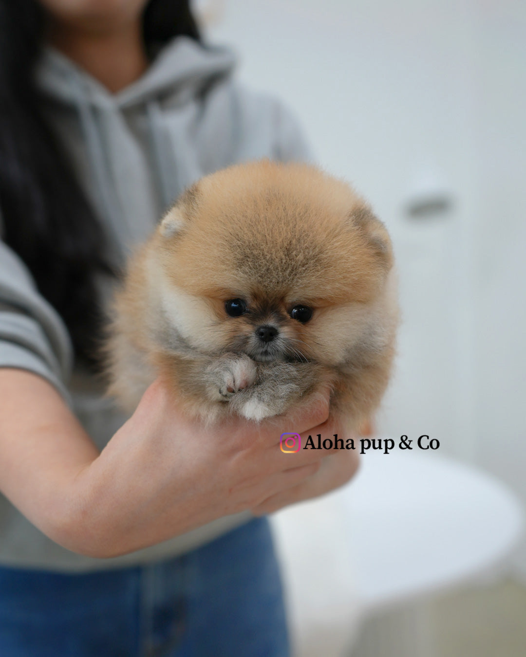 Lexi [POMERANIA TAZA DE TÉ]