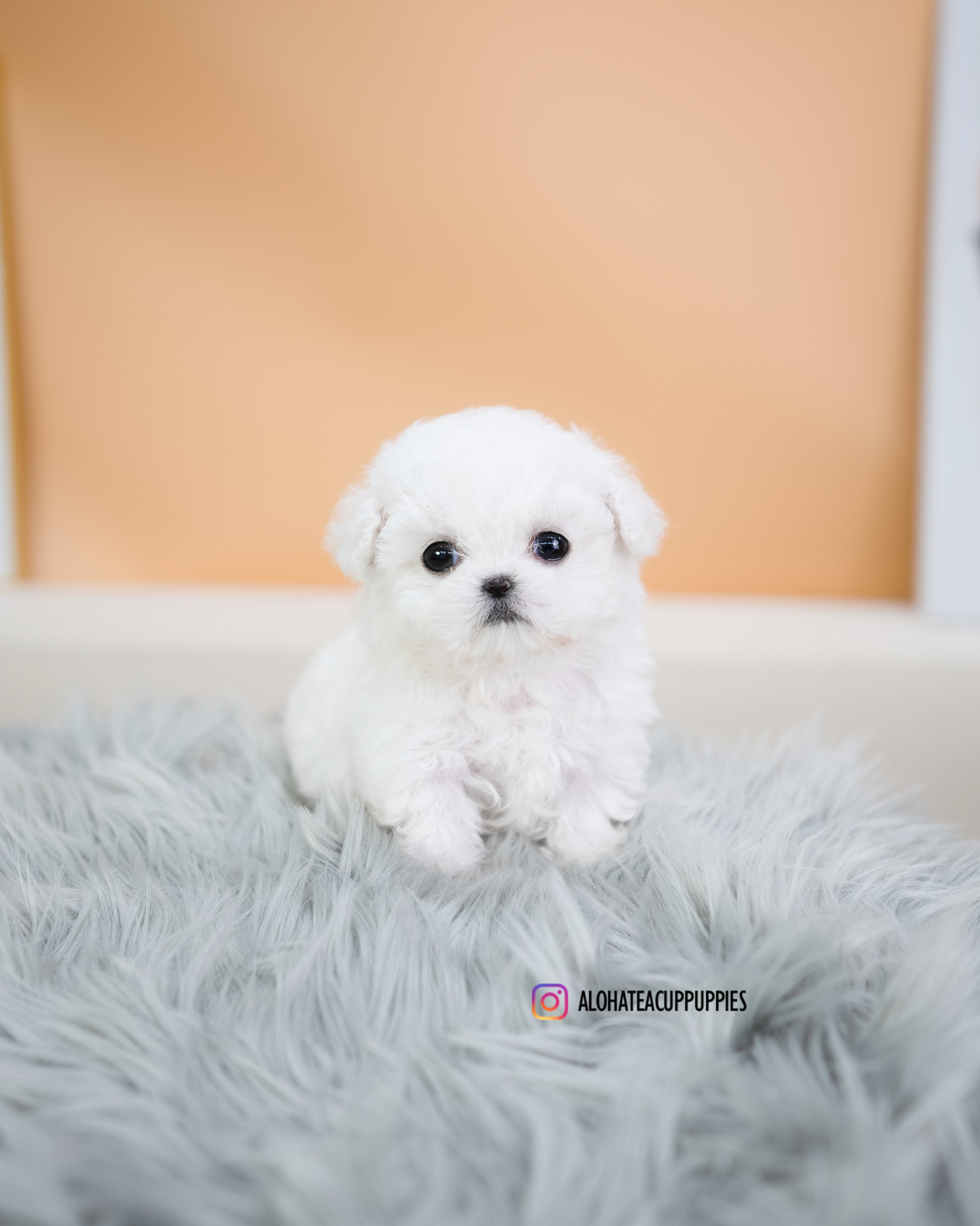 kiko [TEACUP BICHON]