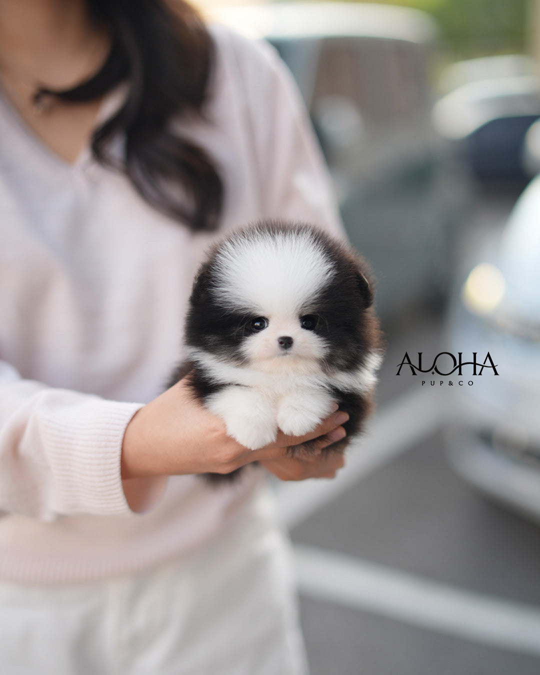 Pingu [TEACUP POMERANIAN]