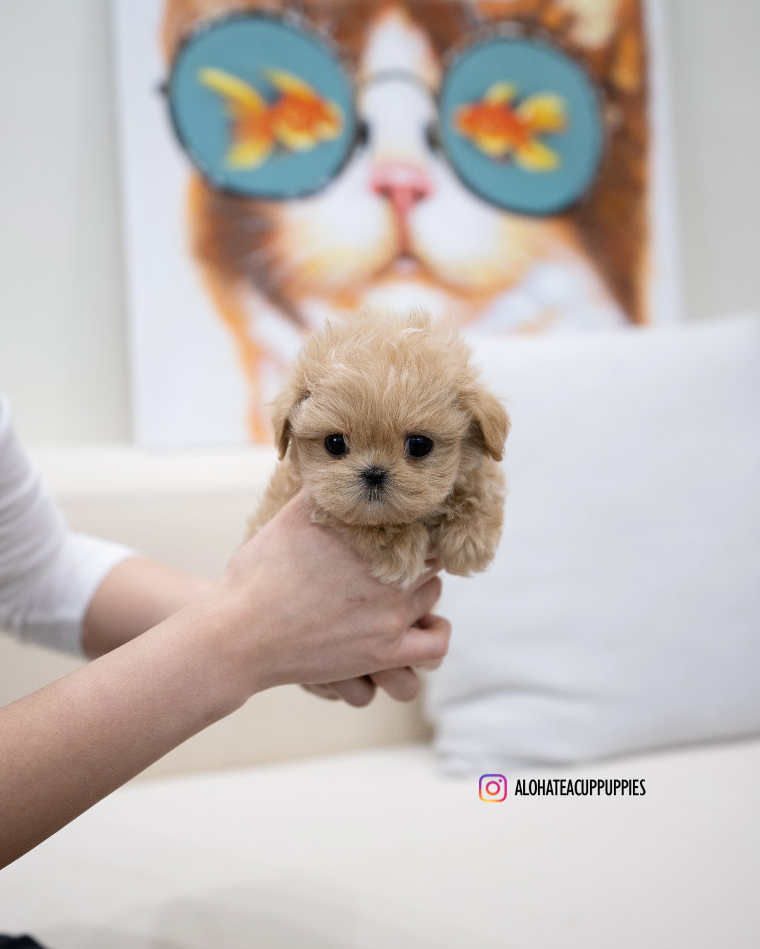 Zayne [TEACUP MALTIPOO]