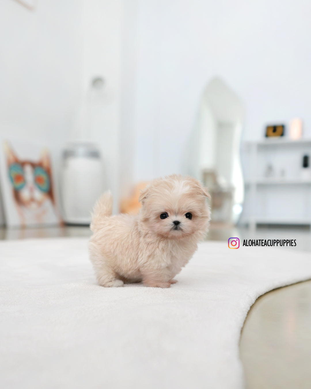Lily [TEACUP MALTIPOO]