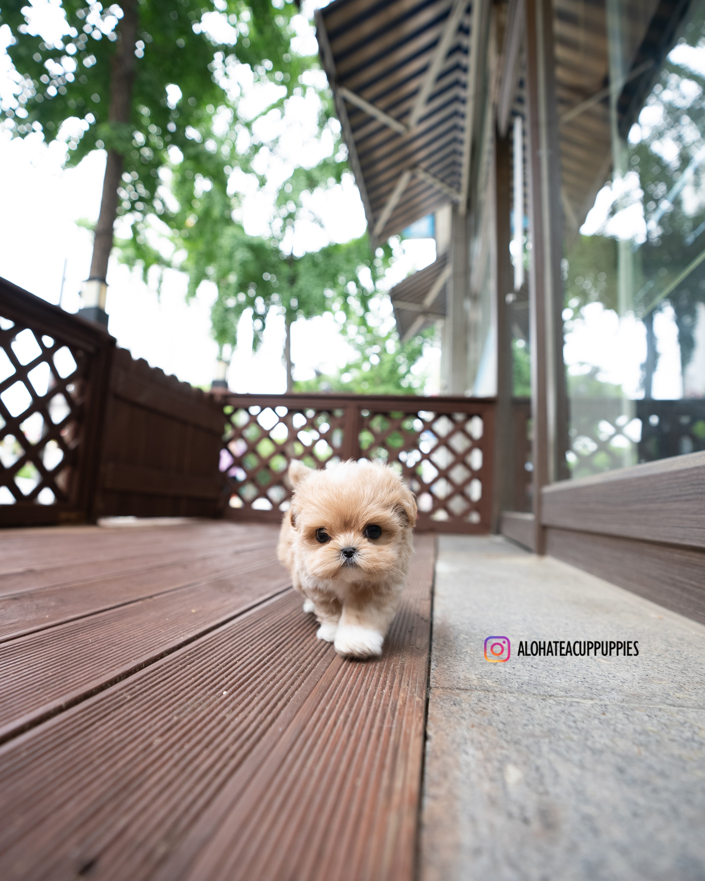 Harry [TEACUP MALTIPOO]