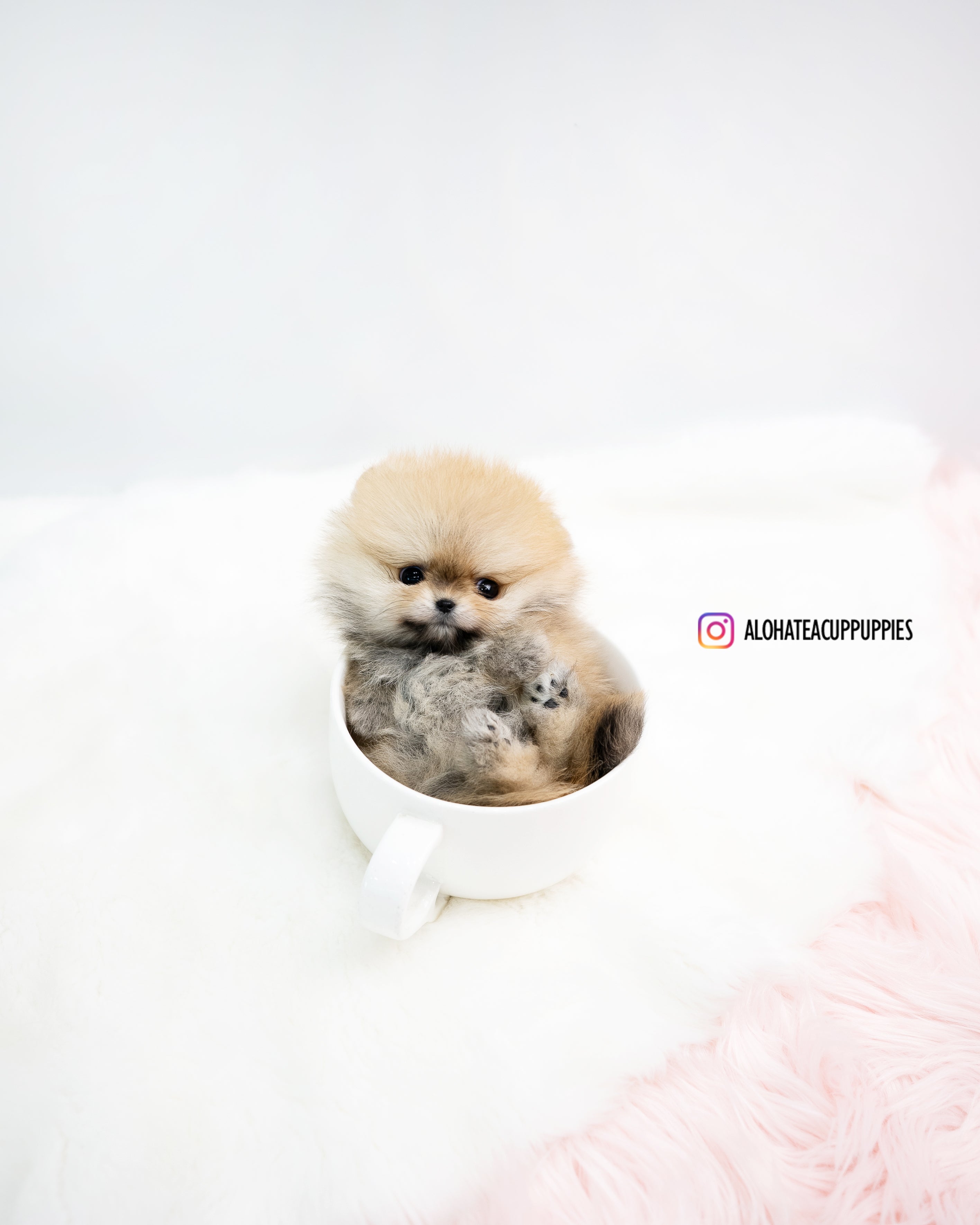菲比 [茶杯博美犬]