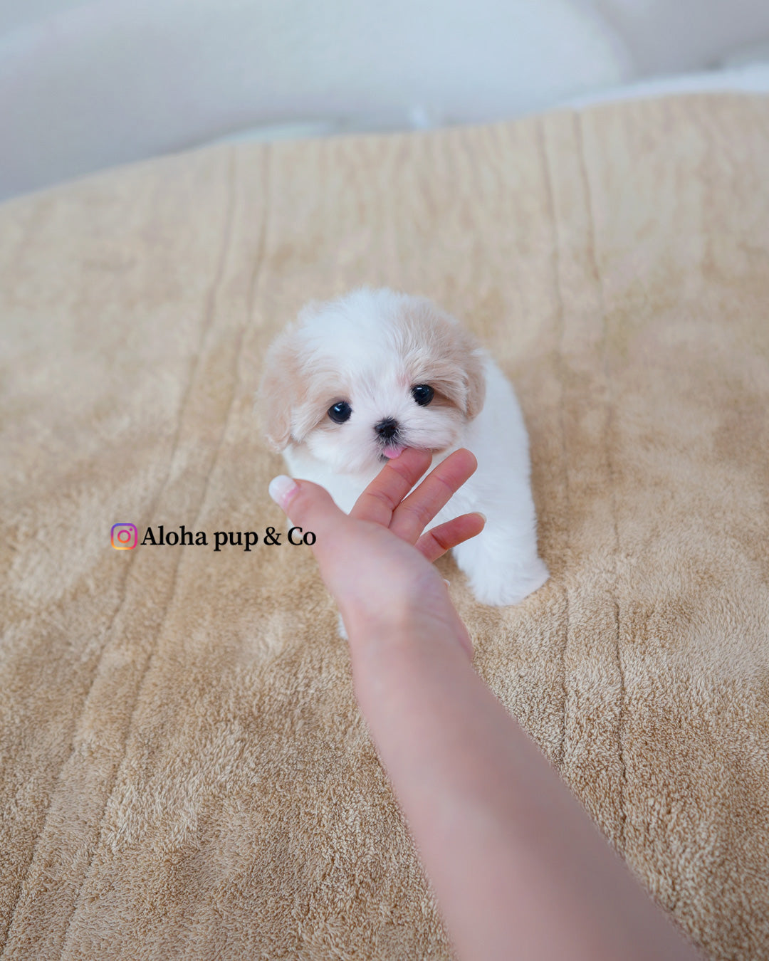 Maisie [TEACUP MALTIPOO]
