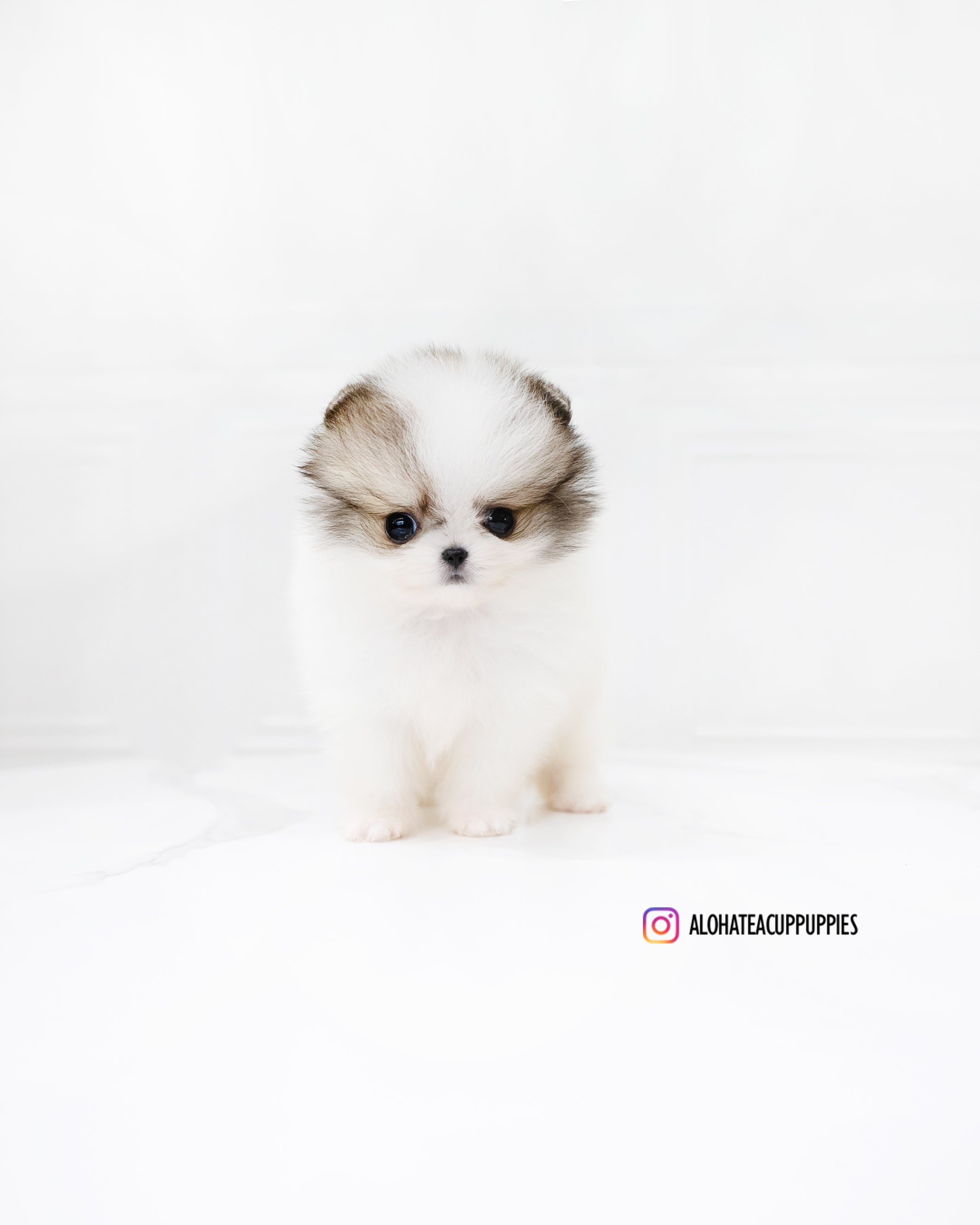 Fubao [POMERANIA TACITA DE TÉ]