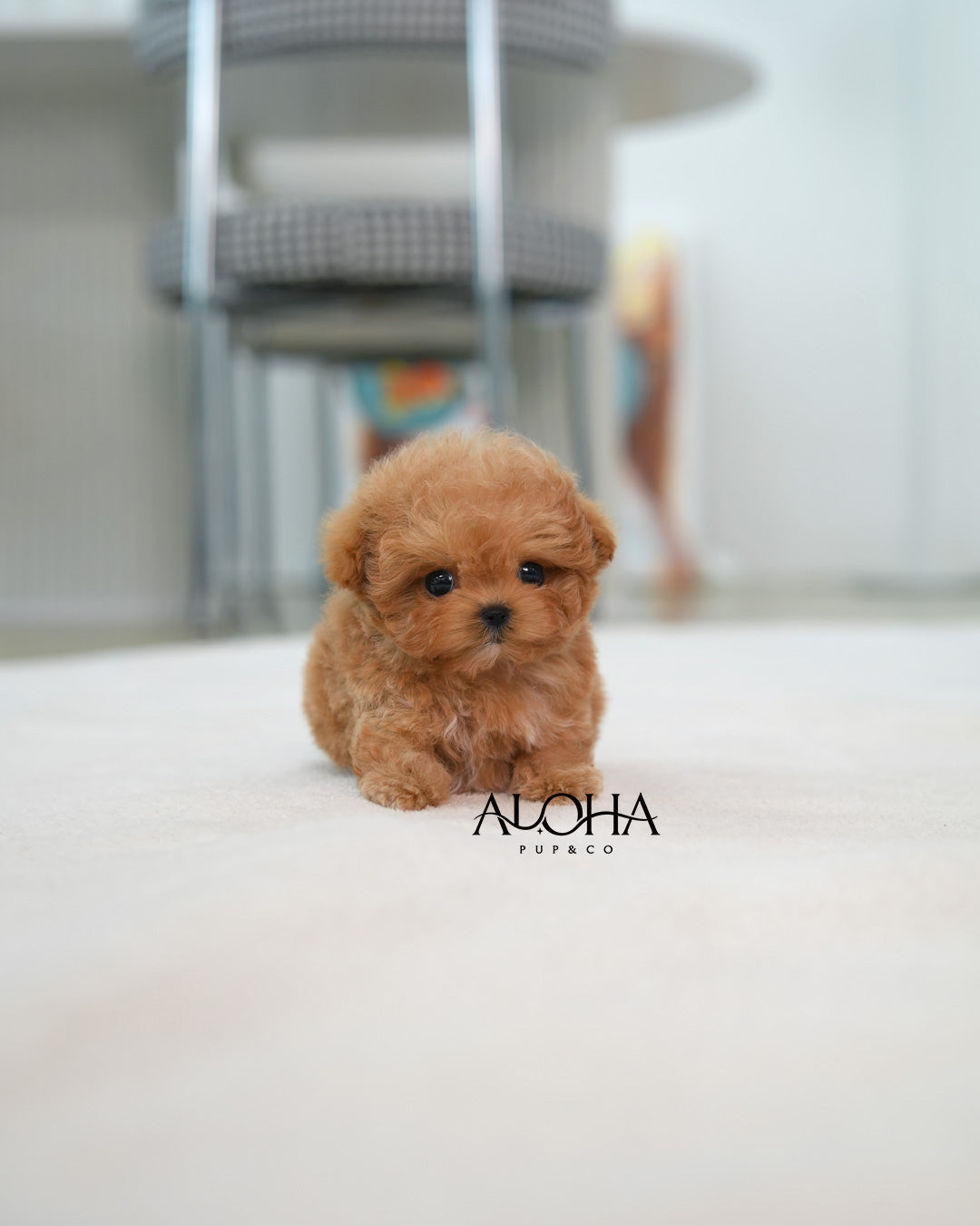 Louie [TEACUP MALTIPOO]