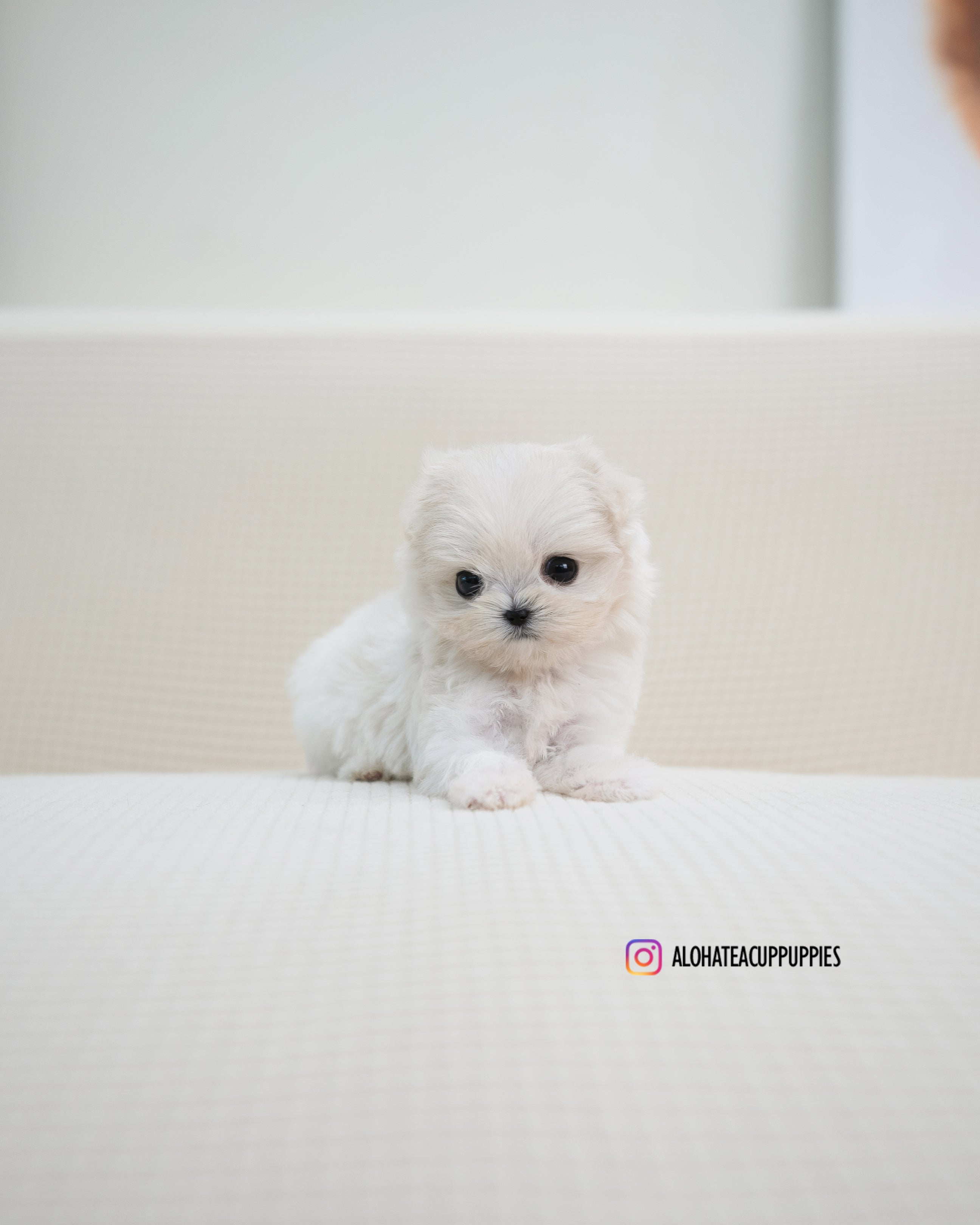 Miu [TEACUP MALTIPOO]