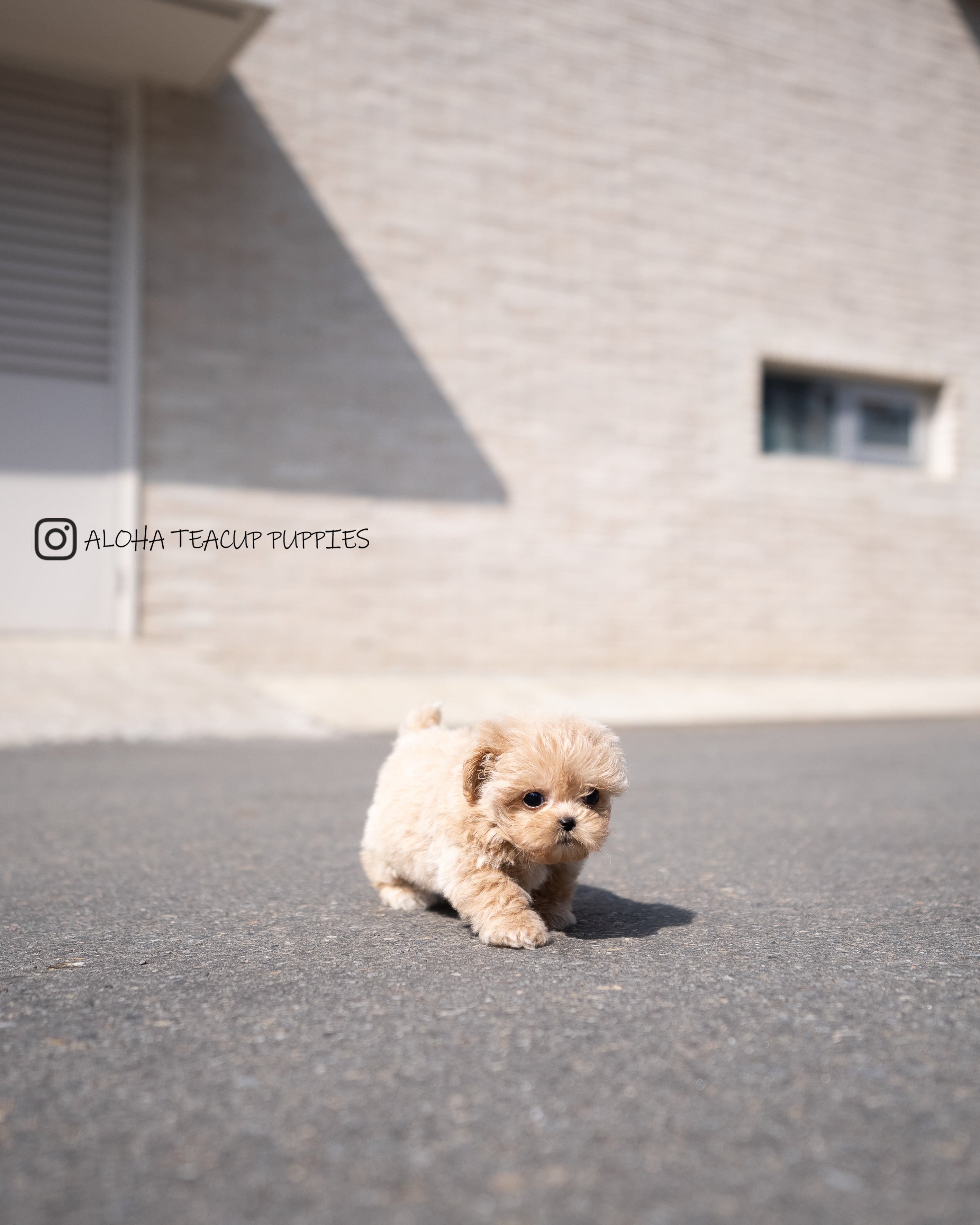 Mabel [TEACUP MALTIPOO]