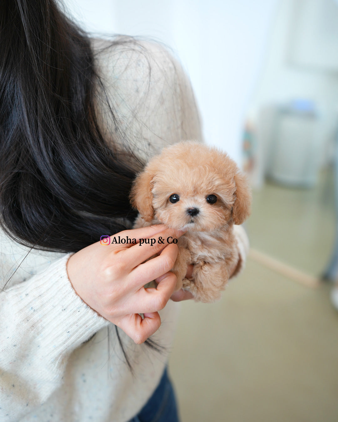 Waffle [TEACUP POODLE]