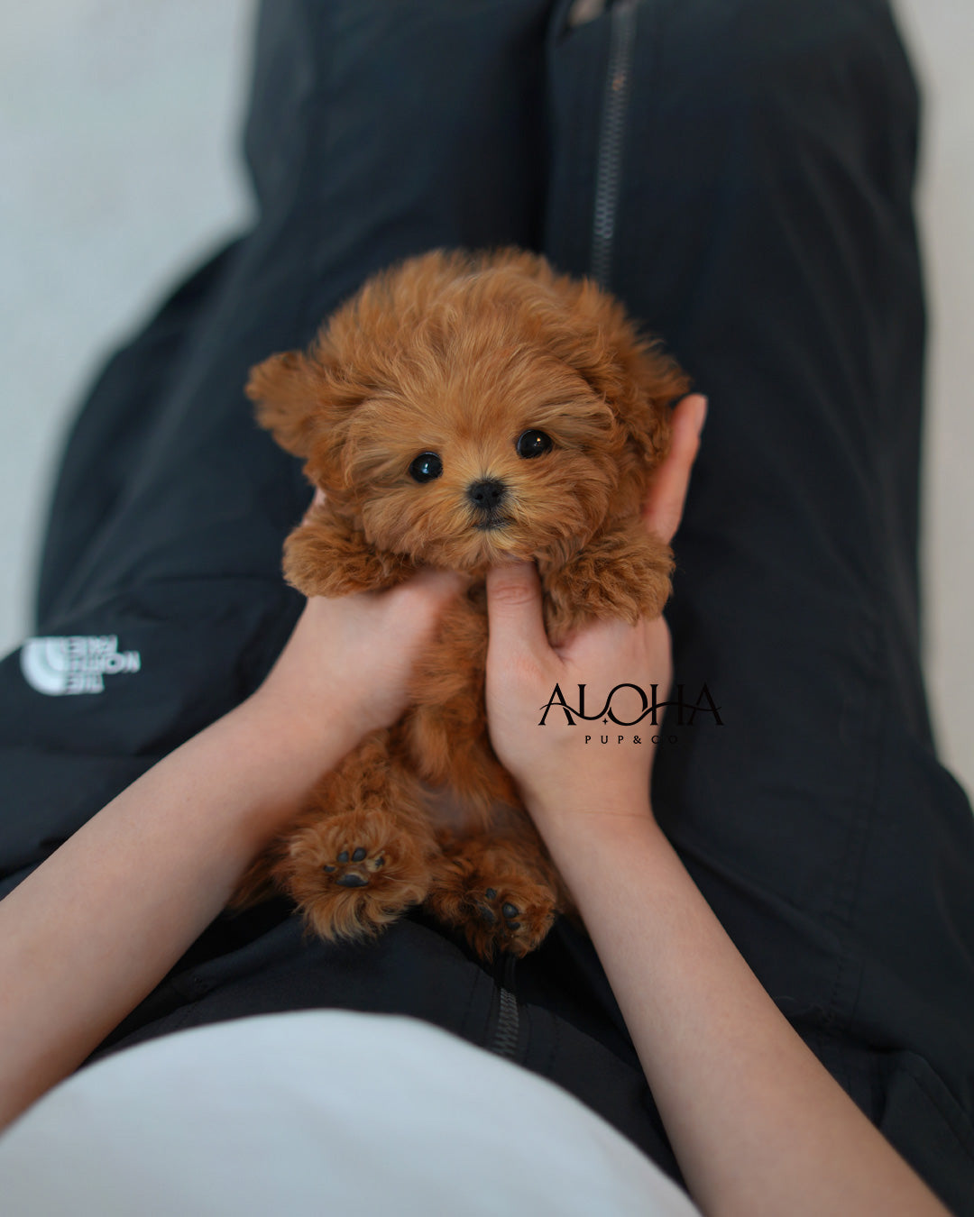 Babe [TEACUP MALTIPOO]