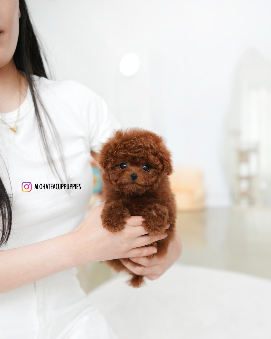 Cindy [TEACUP POODLE]