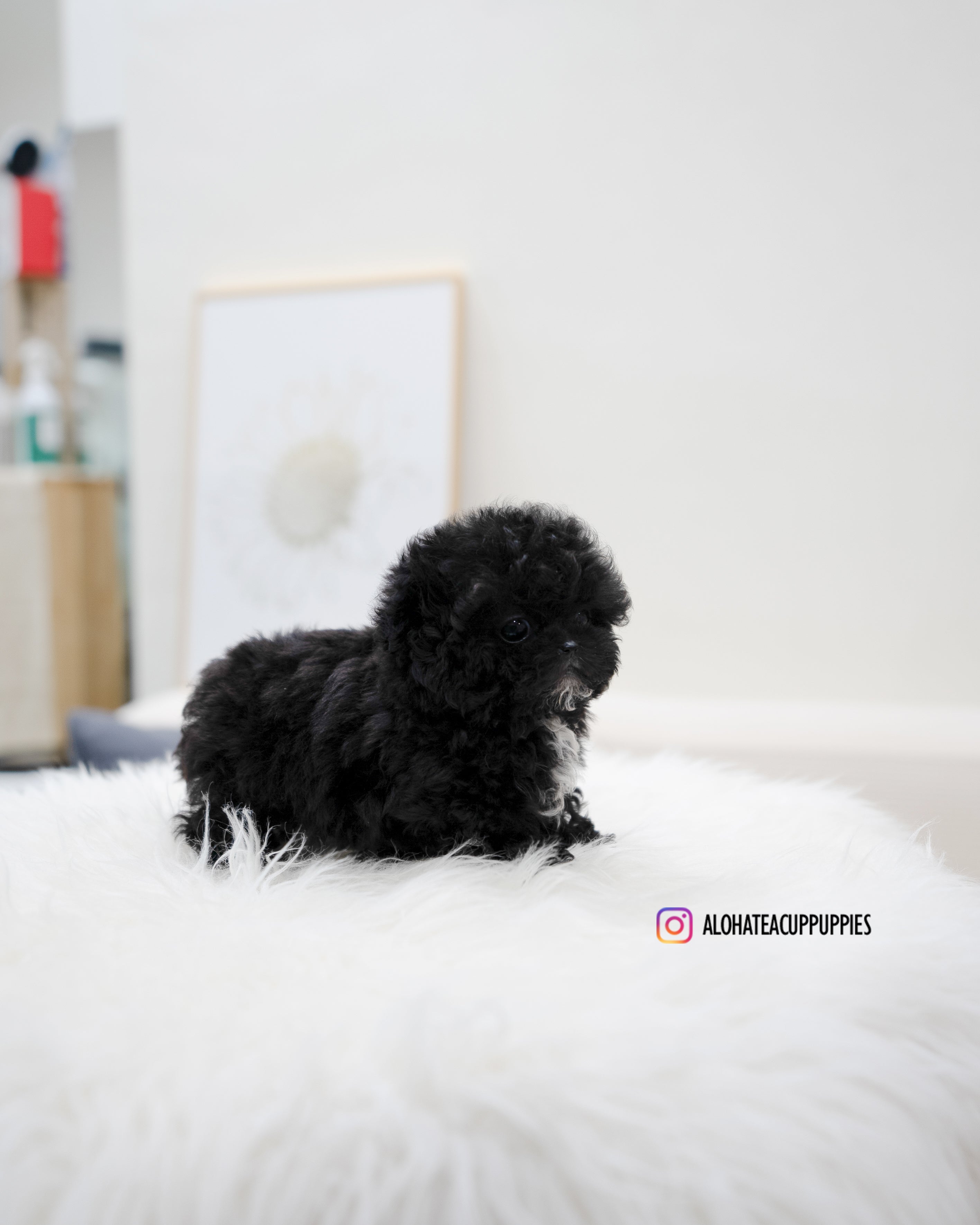 Mael [TEACUP POODLE]
