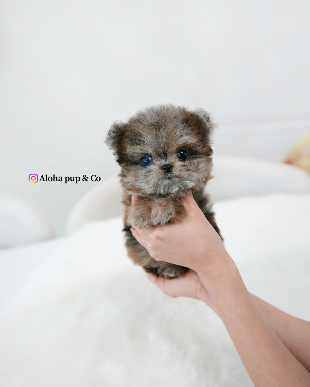Denny [TEACUP Maltipom]