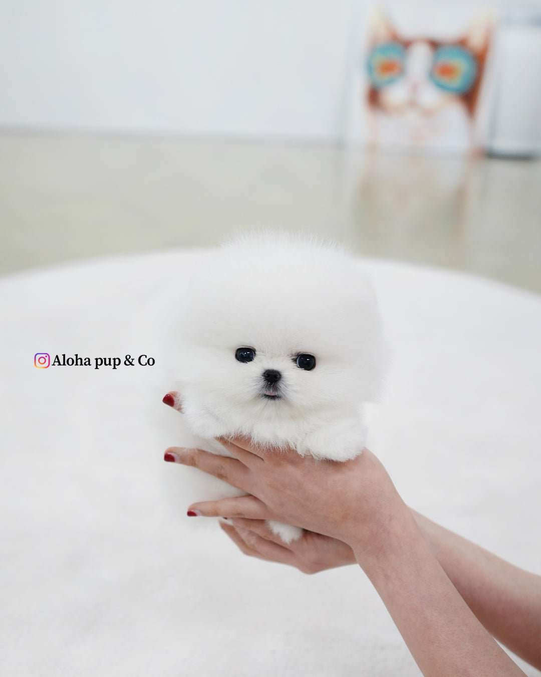 Biscuit [POMERANIA TAZA DE TÉ]
