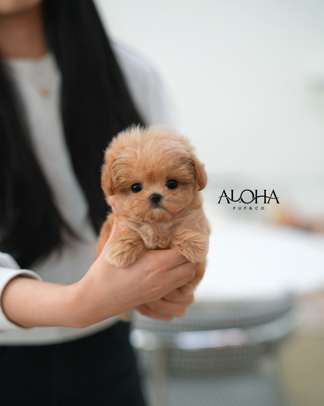 Hazel [TEACUP MALTIPOO]
