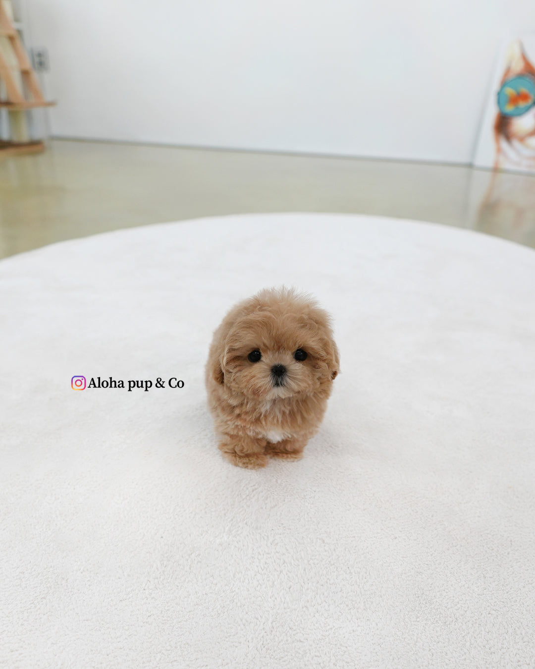 Lexi [TEACUP MALTIPOO]