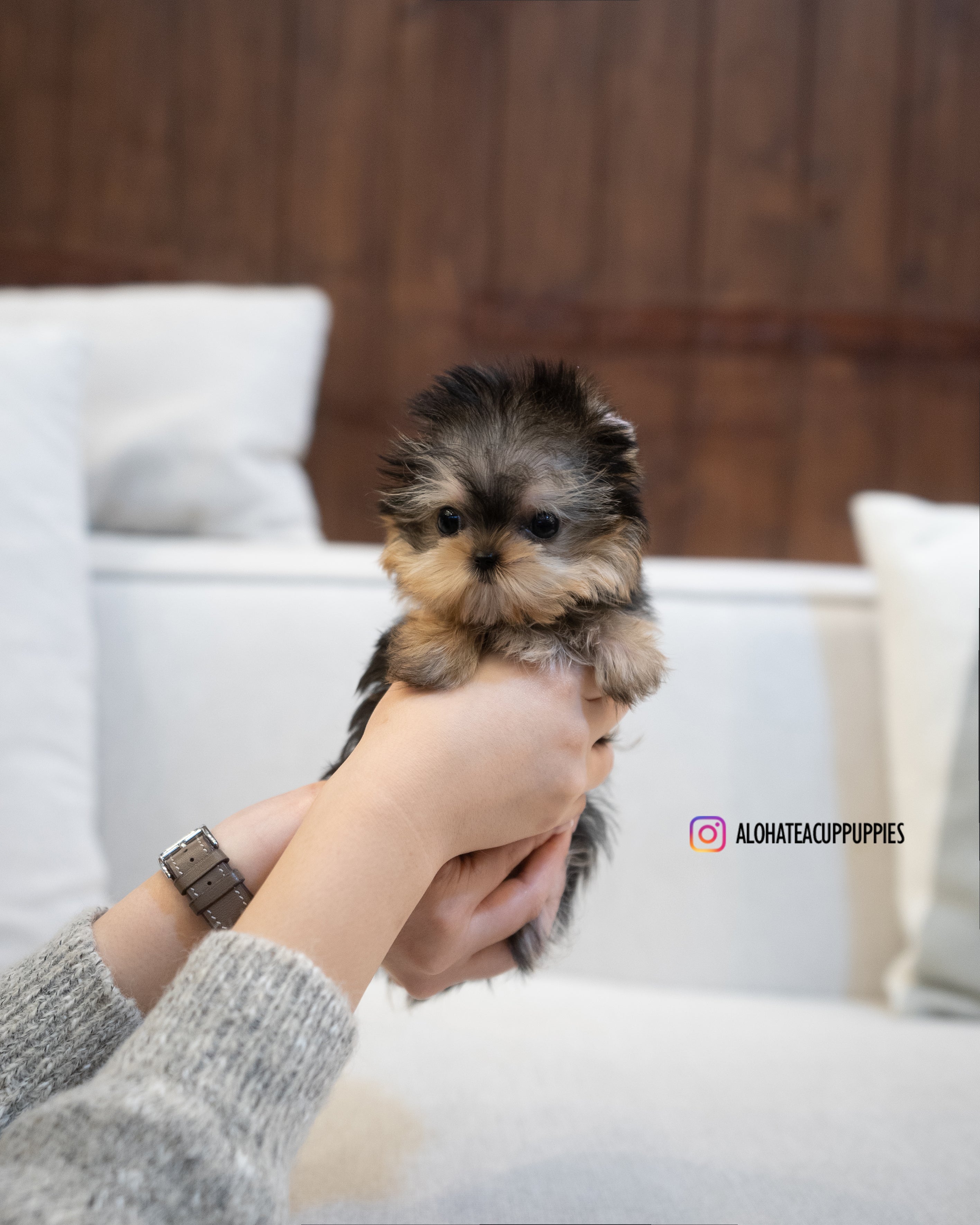 Barbie [TEACUP YORKIE]