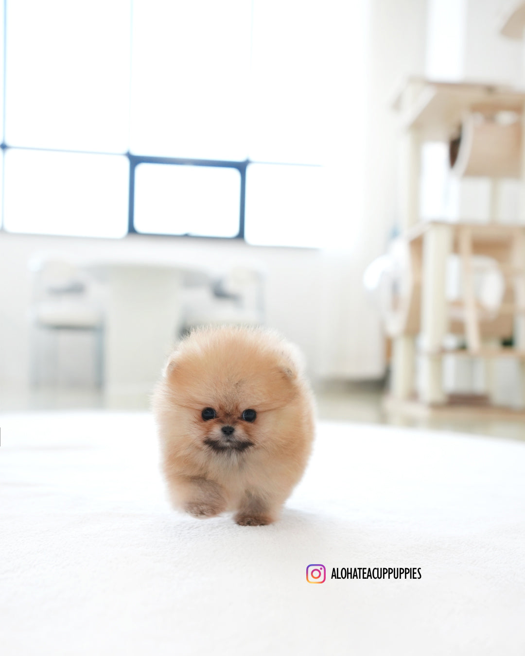 Marco [POMERANIA TAZA DE TÉ]