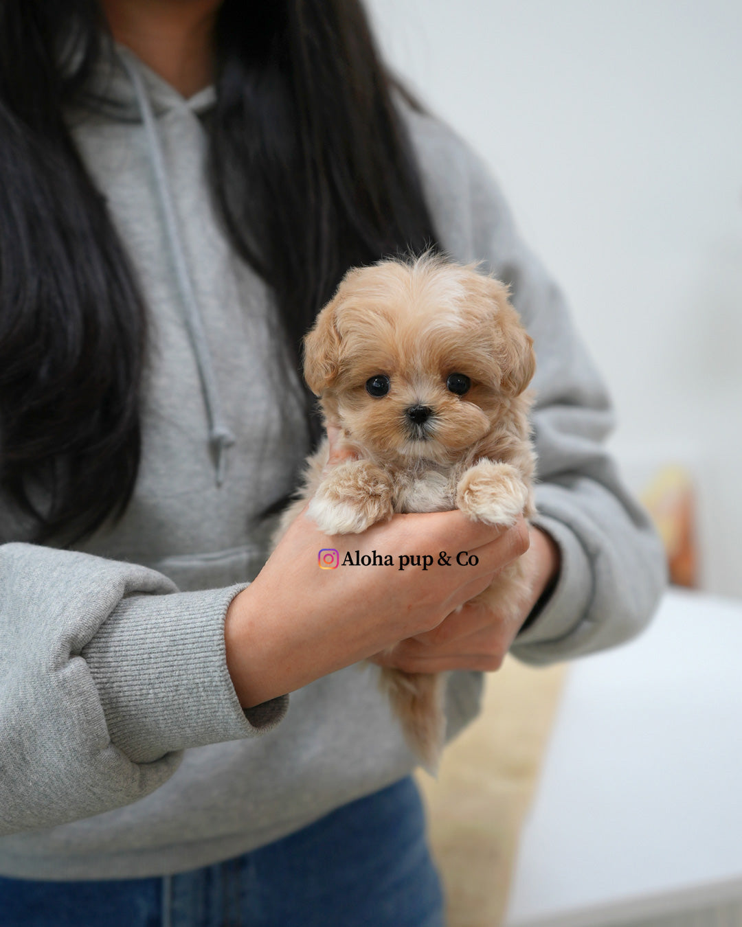 Cici [TEACUP MALTIPOO]