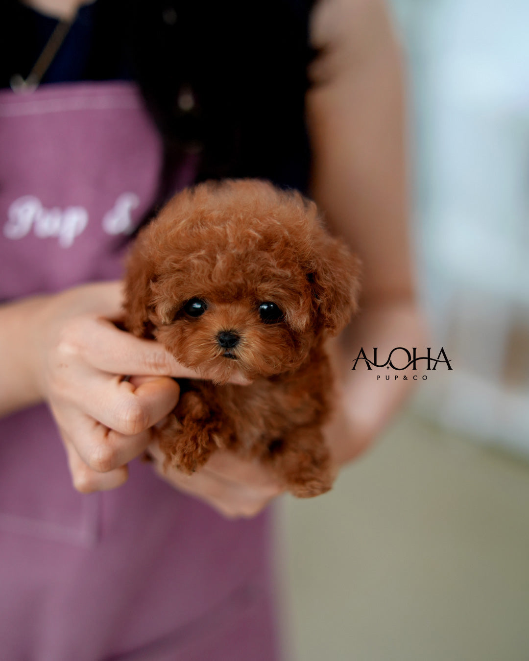 Suzy [TEACUP POODLE]