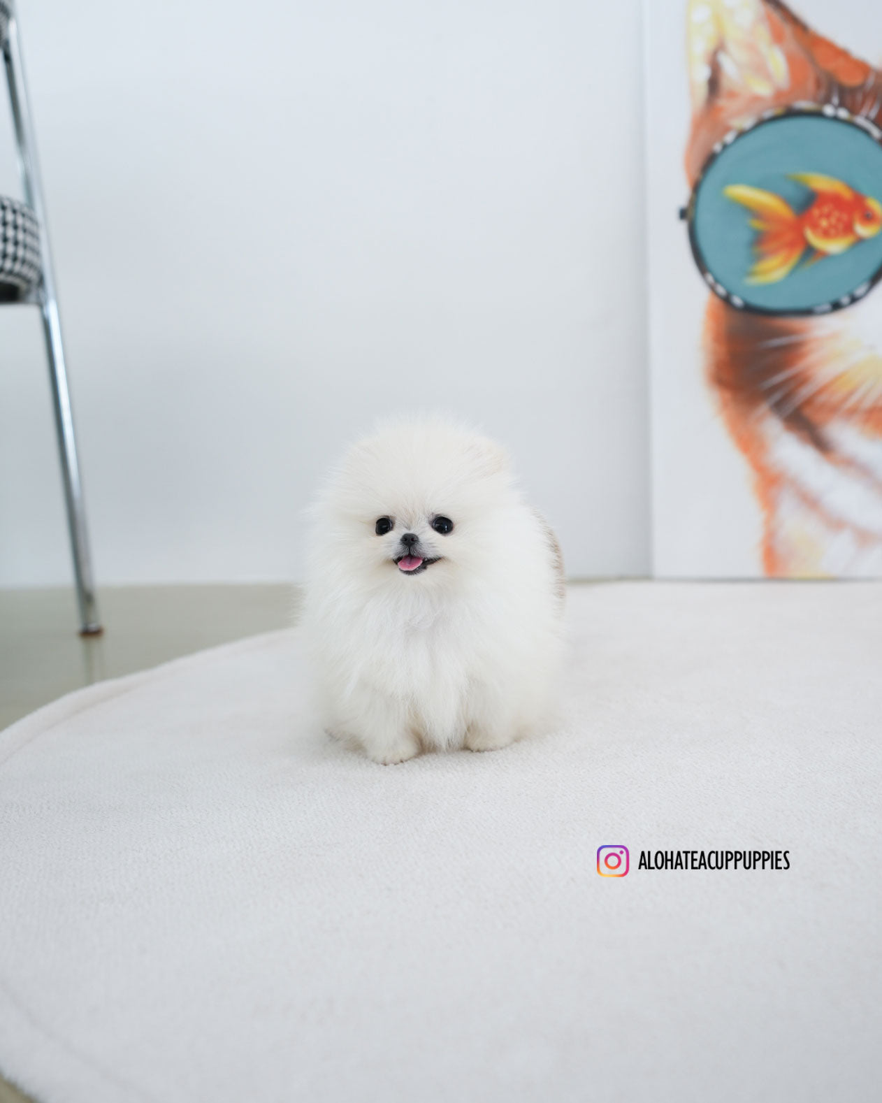 Leche [POMERANIA TAZA DE TÉ]