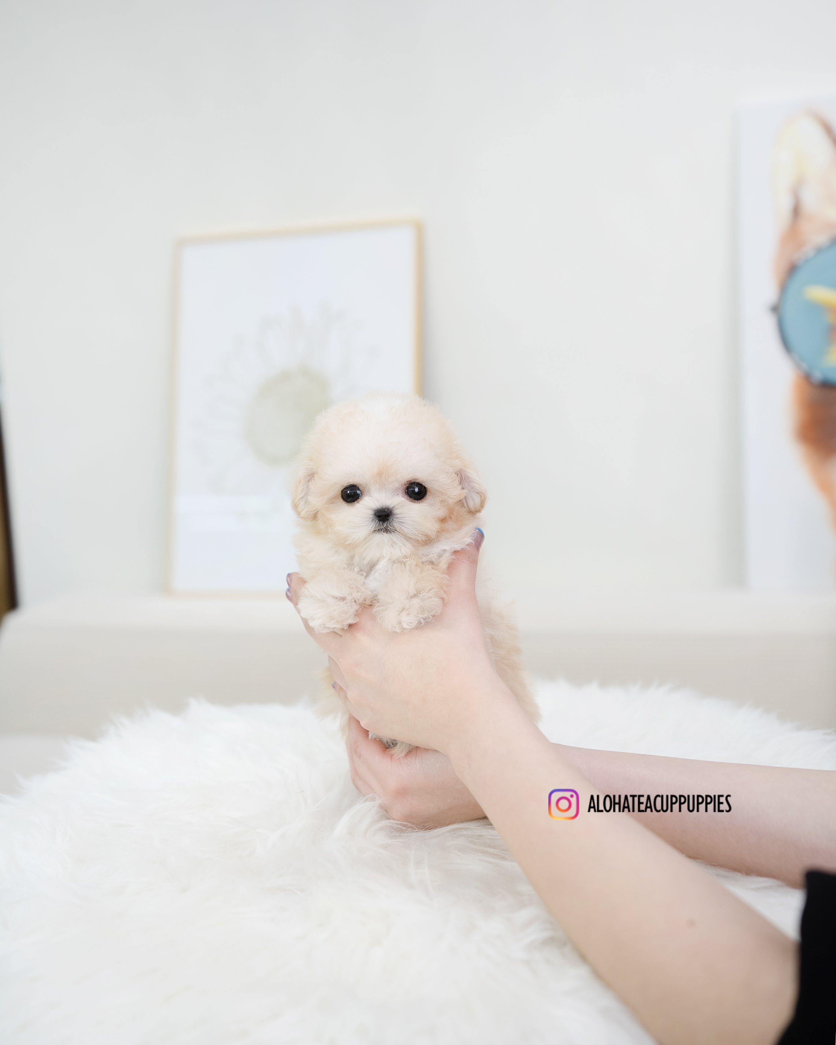 Son [TEACUP POODLE]