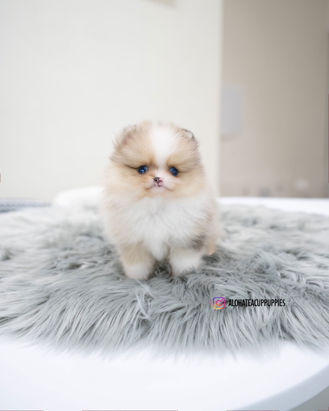 Leal [POMERANIA TAZA DE TÉ]