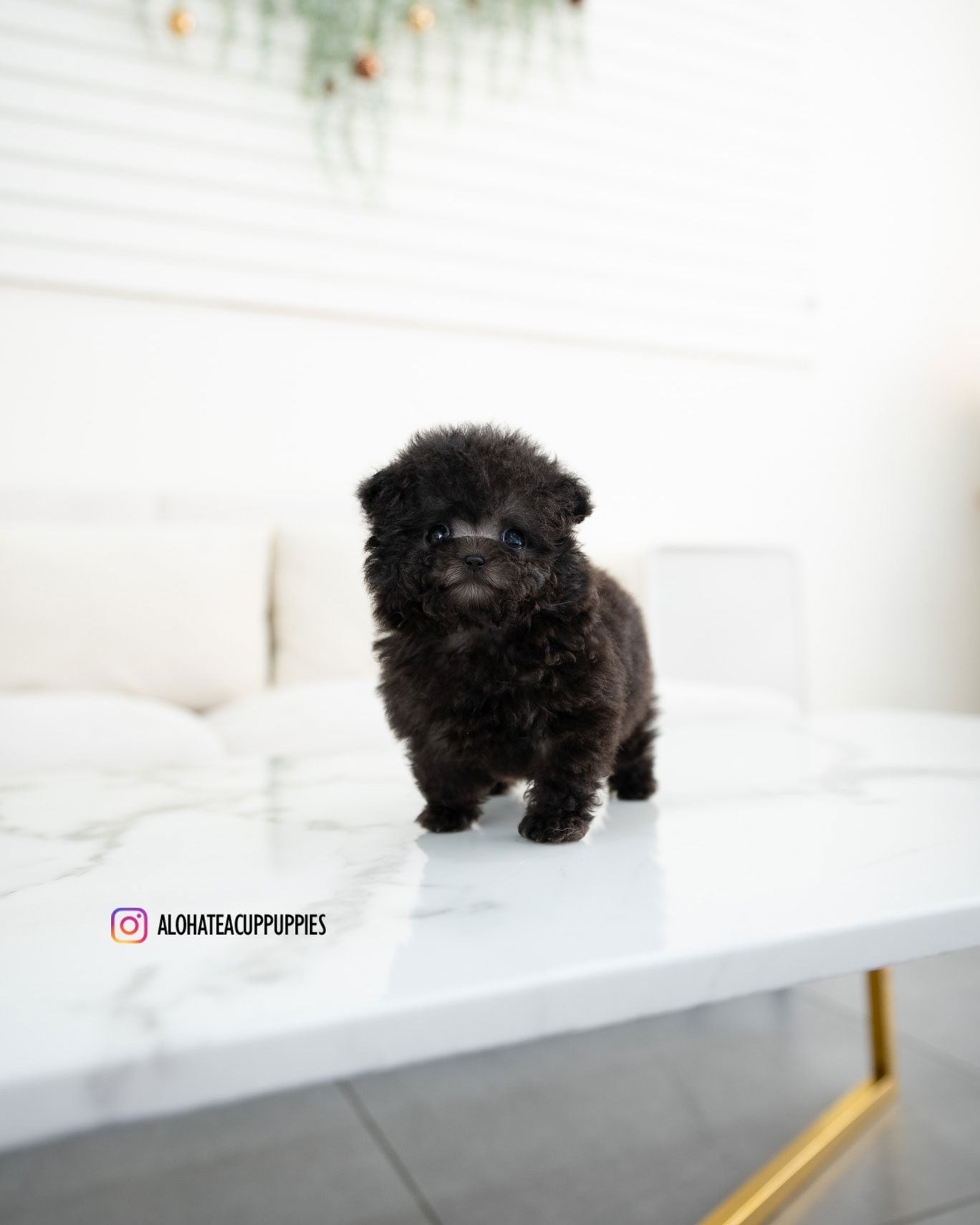 Riley [TEACUP POODLE]