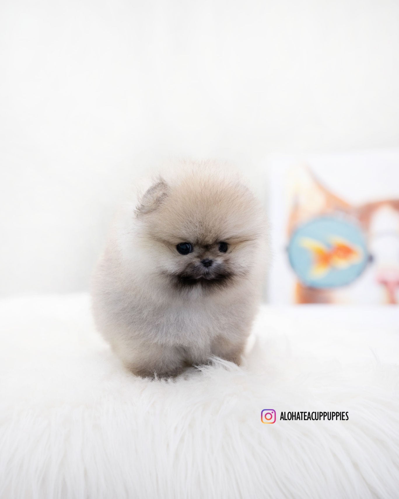 Moa [TEACUP POMERANIAN]