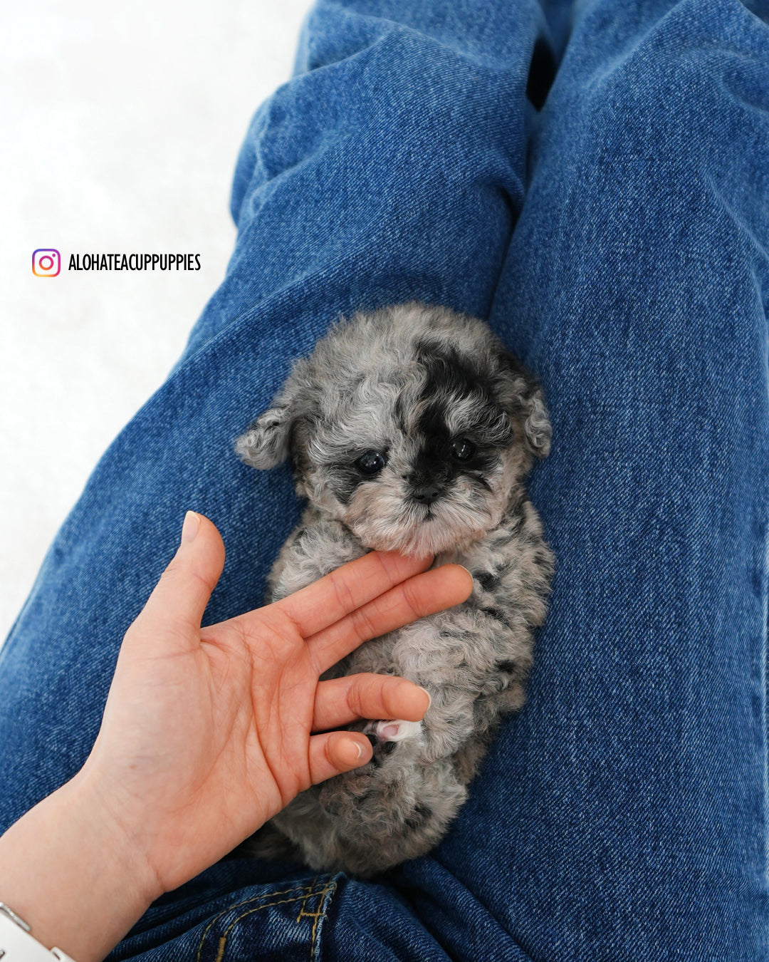 Moon [TEACUP POODLE]