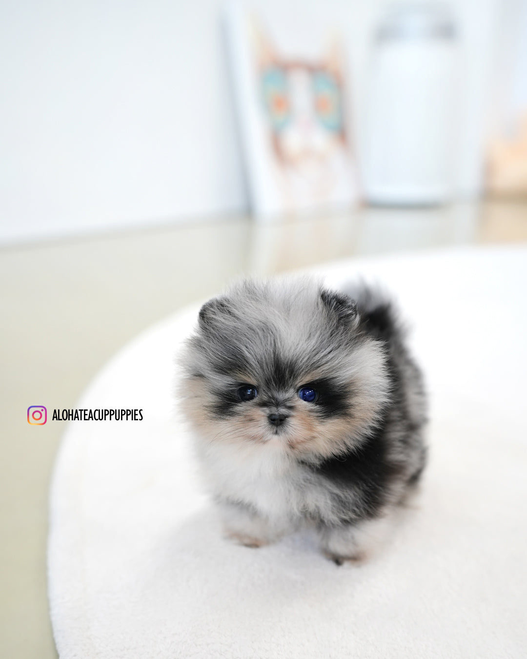 Benny [POMERANIA TAZA DE TÉ]