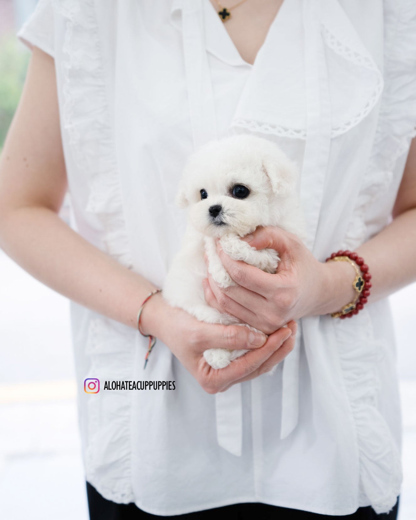 Vida [TEACUP BICHON]